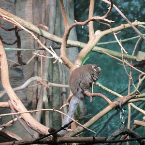bolivian grey titi monkey lpz