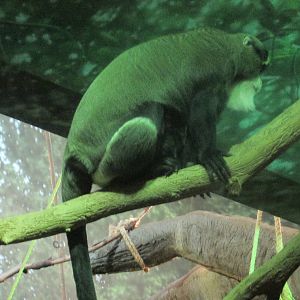 de brazza`s monkey lpz