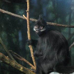 francois langur lpz