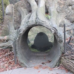 black bear exhibit lpz