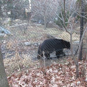 black bear exhibit lpz