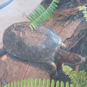 blanding?s turtle lpz
