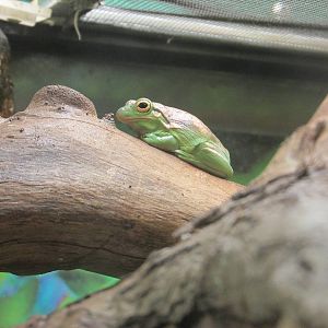 green tree frog lpz