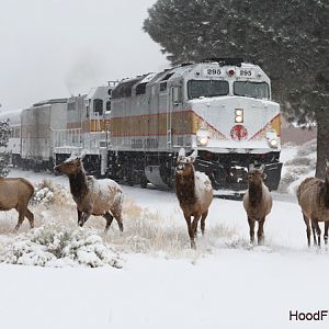 wapiti fleeing train