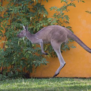 Western grey kangaroo : Twycross : 03 Oct 2014