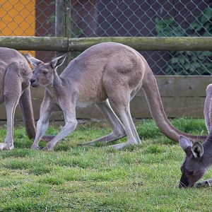 Western grey kangaroo : Twycross : 03 Oct 2014