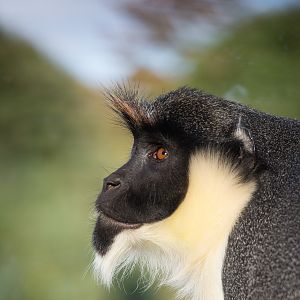 Diana monkey : Twycross : 03 Oct 2014