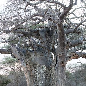 Baobab