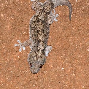 Tuberculate Thick-toed Gecko