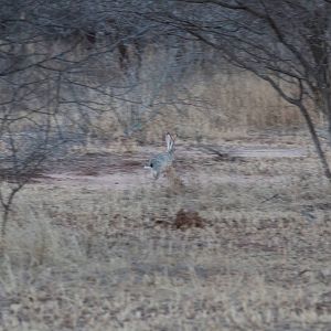 Savanna Hare