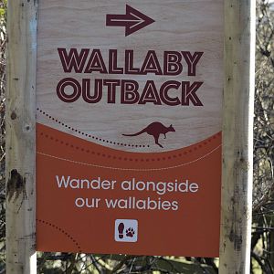 Wallaby Outback Progress Jan 2015