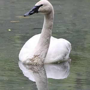 Trumpeterswan