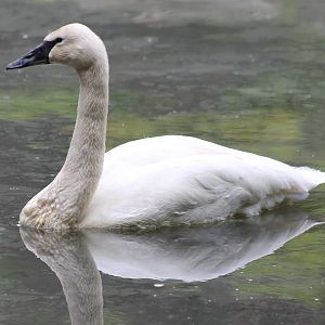 Trumpeter swan
