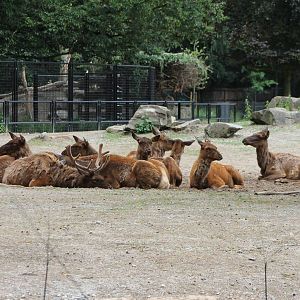 Enclosure ( part of it ) Wapitis