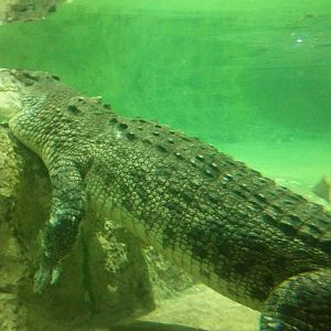King Croc