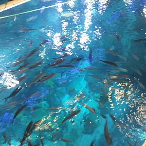 Behind the scene of the Dubai Aquarium 03