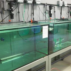 Behind the scene of the Dubai Aquarium 05