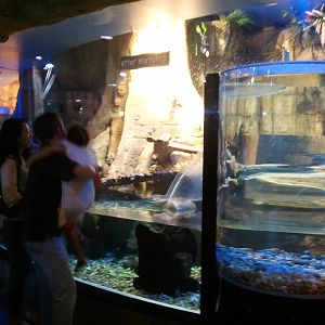 Otter Tank in Underwater Zoo