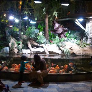 Fish Tank in Underwater Zoo