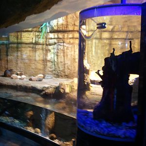 Nutria Tank