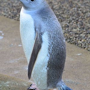 Snowflake the Gentoo 03/01/2015