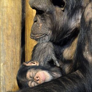 Chimp baby 03/01/2015