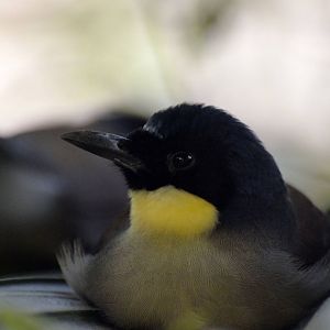 Blue crowned laughing thrush 03/01/2015