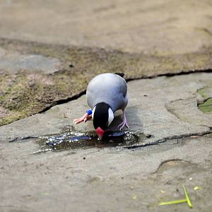 Java sparrow 03/01/2015