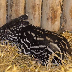 Malayan Tapir baby 03/01/2015
