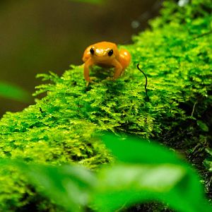 Golden Mantella Frog