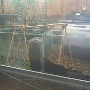 New leaf-cutter Ant exhibit in the Butterfly House