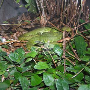 White-lipped Pit viper