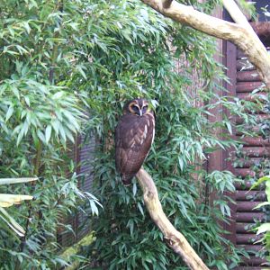 Asian Brown Wood Owl