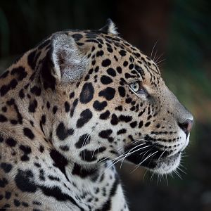 Jaguar - 04/01/2015