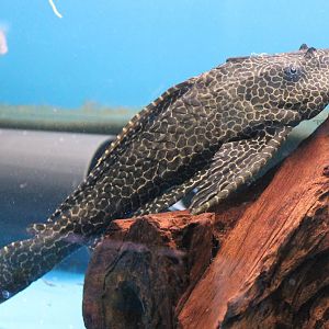 Pterygoplichys gibbiceps