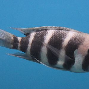 Cyphotilapia frontosa