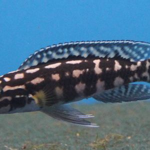 Julidochromis marlieri