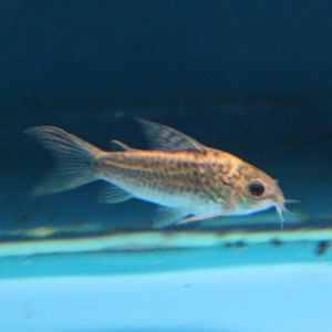 Corydoras elegans
