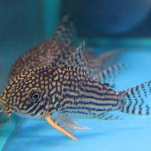 Corydoras sterbai