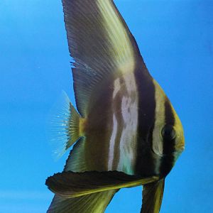 Teira batfish