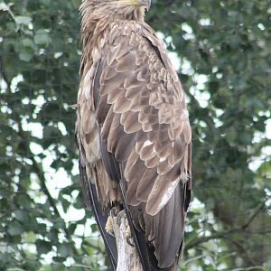 White-tailed sea-eagle