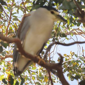 black crown night heron