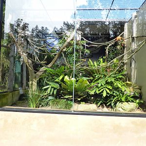 Golden Lion Tamarin exhibit