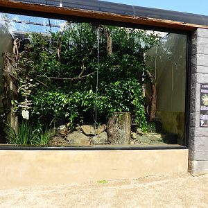 Emperor Tamarin exhibit