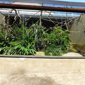 Cotton Top Tamarin exhibit