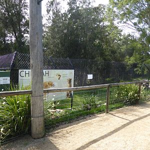 Cheetah exhibit