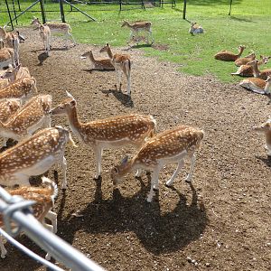 Fallow Deer