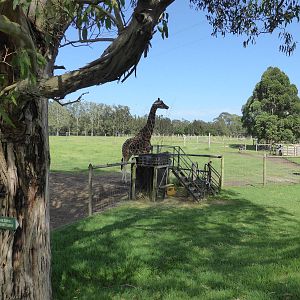 Giraffe/Ostrich exhibit