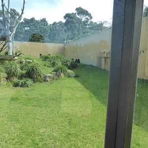 Gorilla exhibit