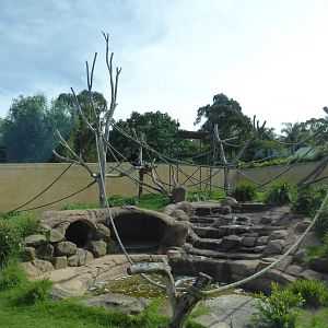 Gorilla exhibit